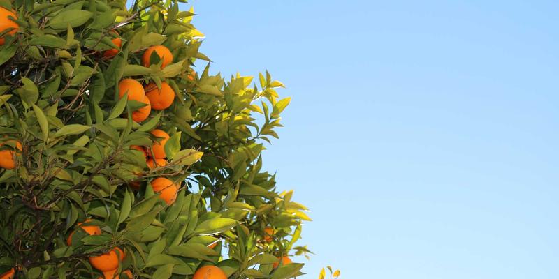 小雅GD97:以波西米亚风重新定义旅行与时尚生活