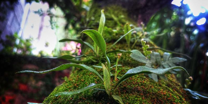 波西米亚风穿搭达人的独处时光：小雅GD智能助手冥想与白噪音场景深度测评